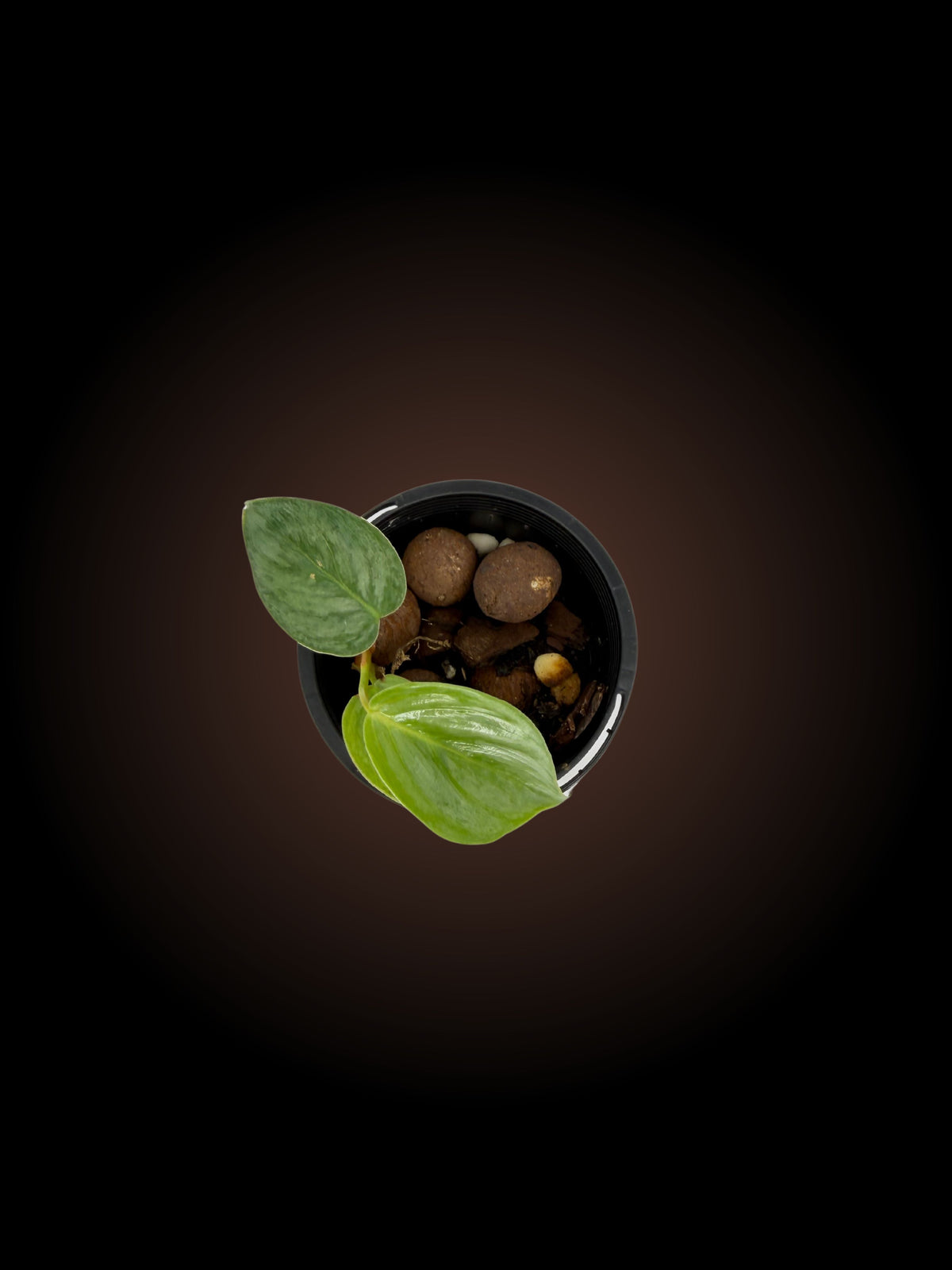 Philodendron Sodiroi Non-TC