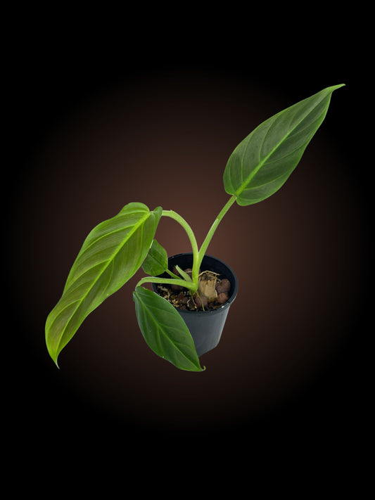 Philodendron Subhastatum Non-TC