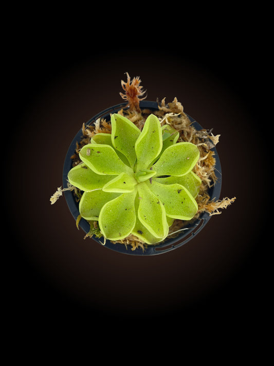 Pinguicula sp.