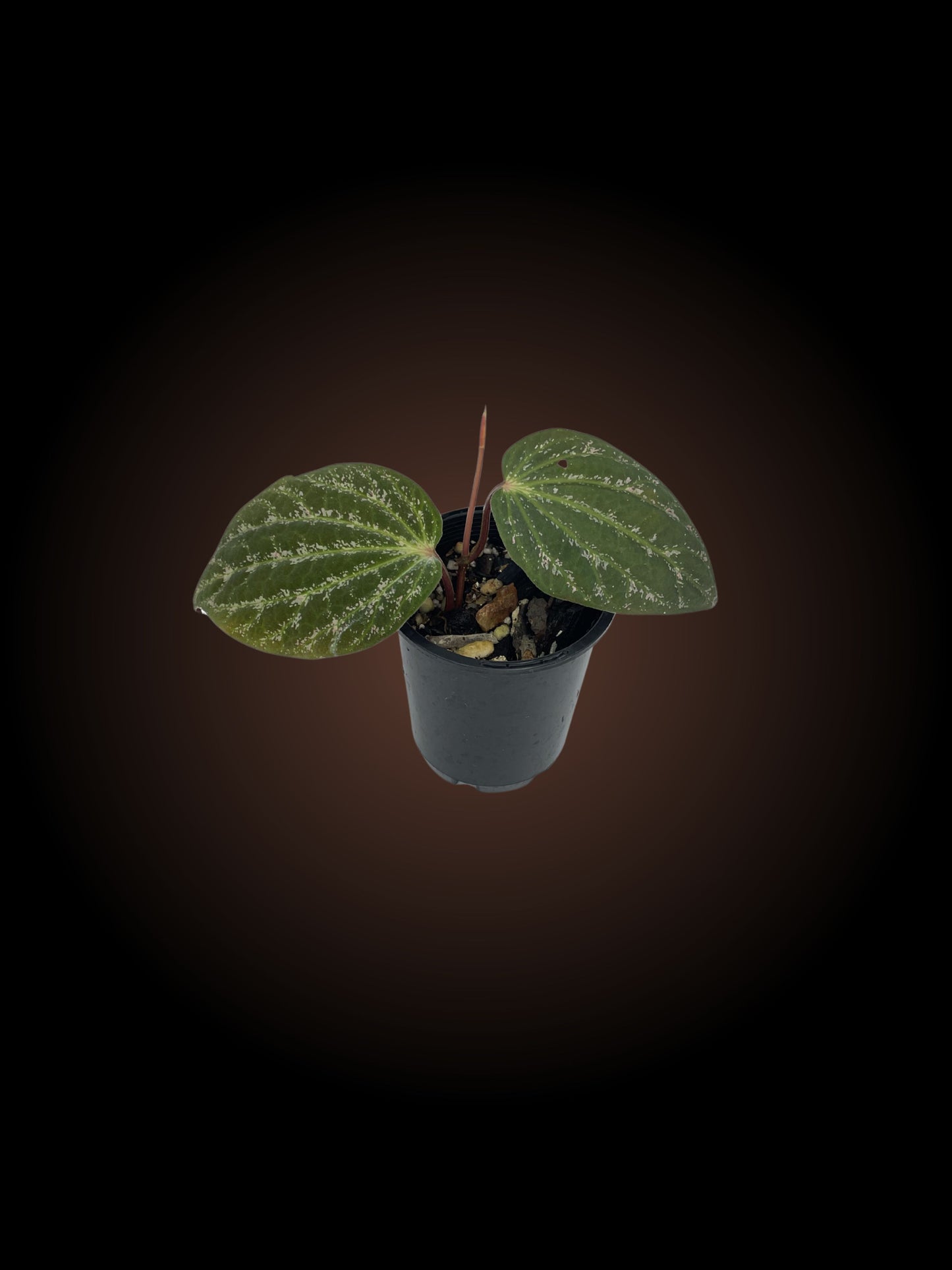Piper Porphyrophyllum