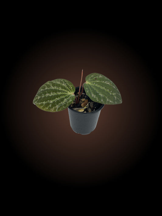 Piper Porphyrophyllum