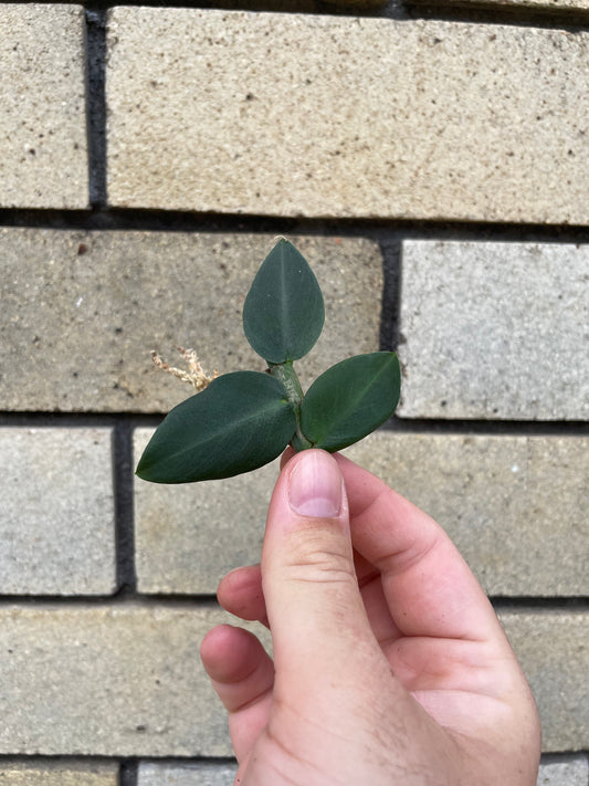 Rhaphidophora Hayi cutting