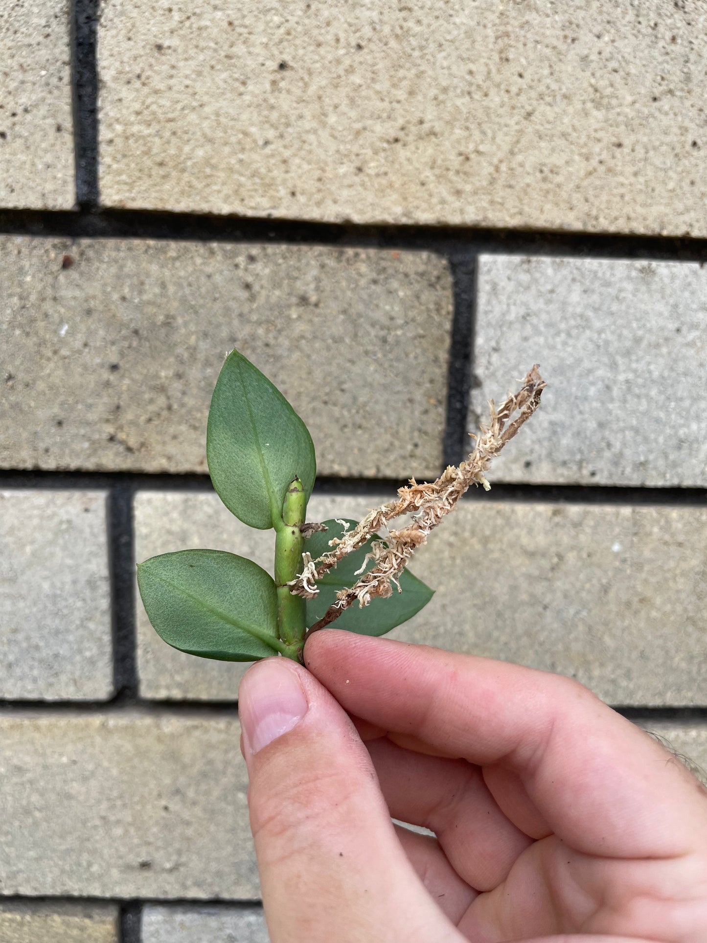 Rhaphidophora Hayi cutting