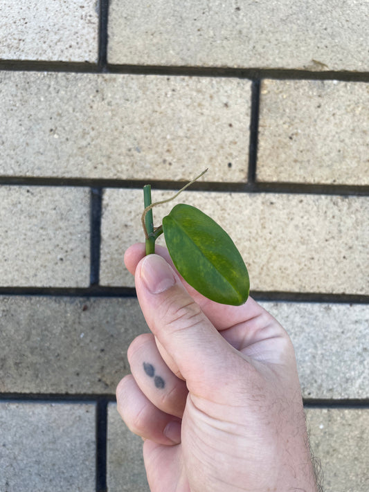 Rhaphidophora Petrieana cutting