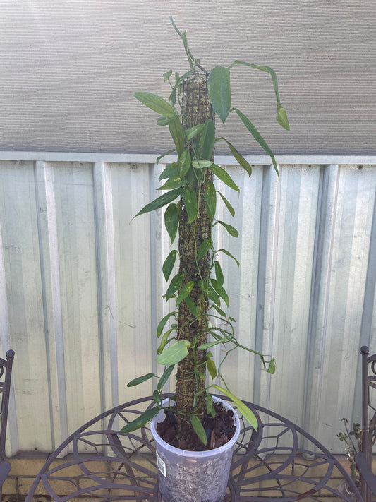 Rhaphidophora Petrieana on 90cm moss pole