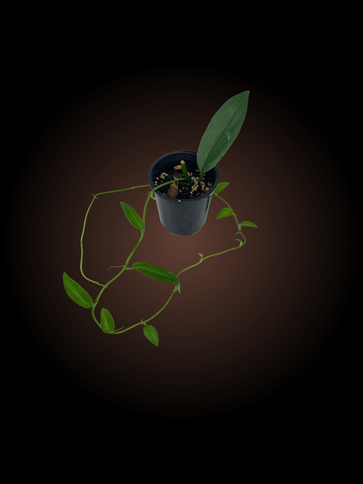 Rhaphidophora Petrieana