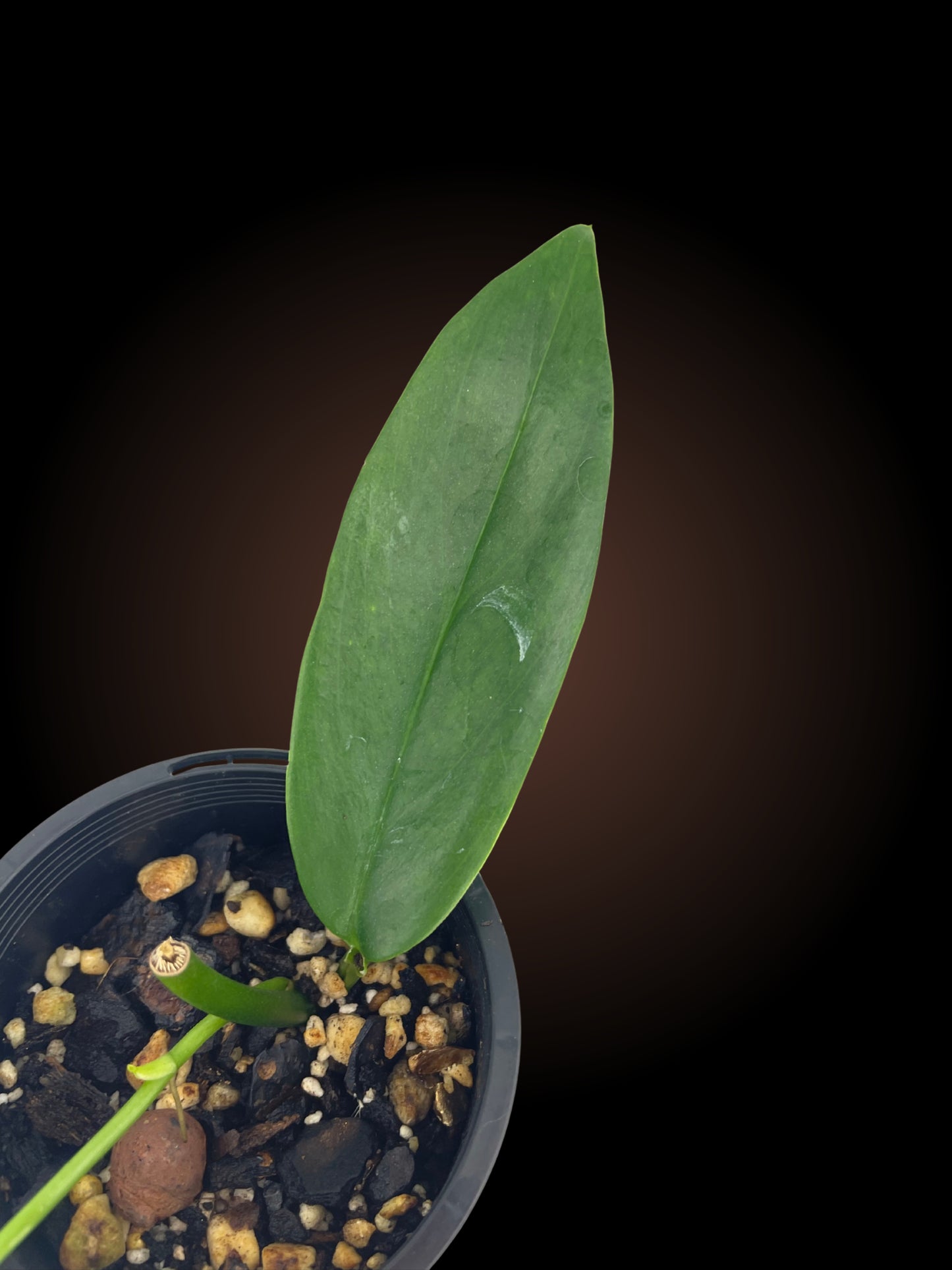 Rhaphidophora Petrieana