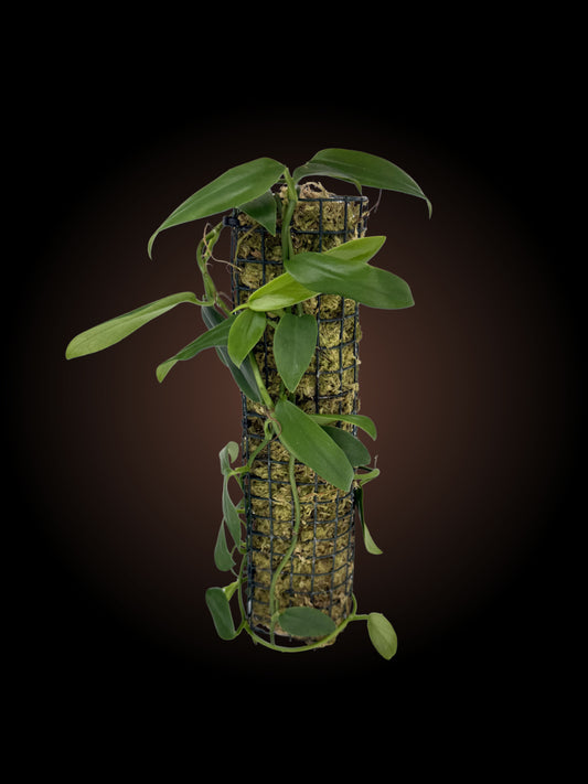 Rhaphidophora Petrieana on mini moss pole