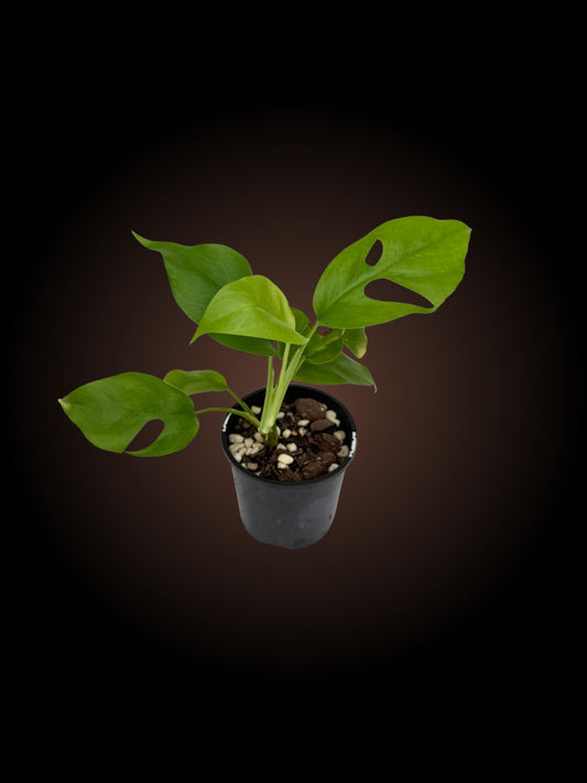 Rhaphidophora Tetrasperma 'Mini Monstera'