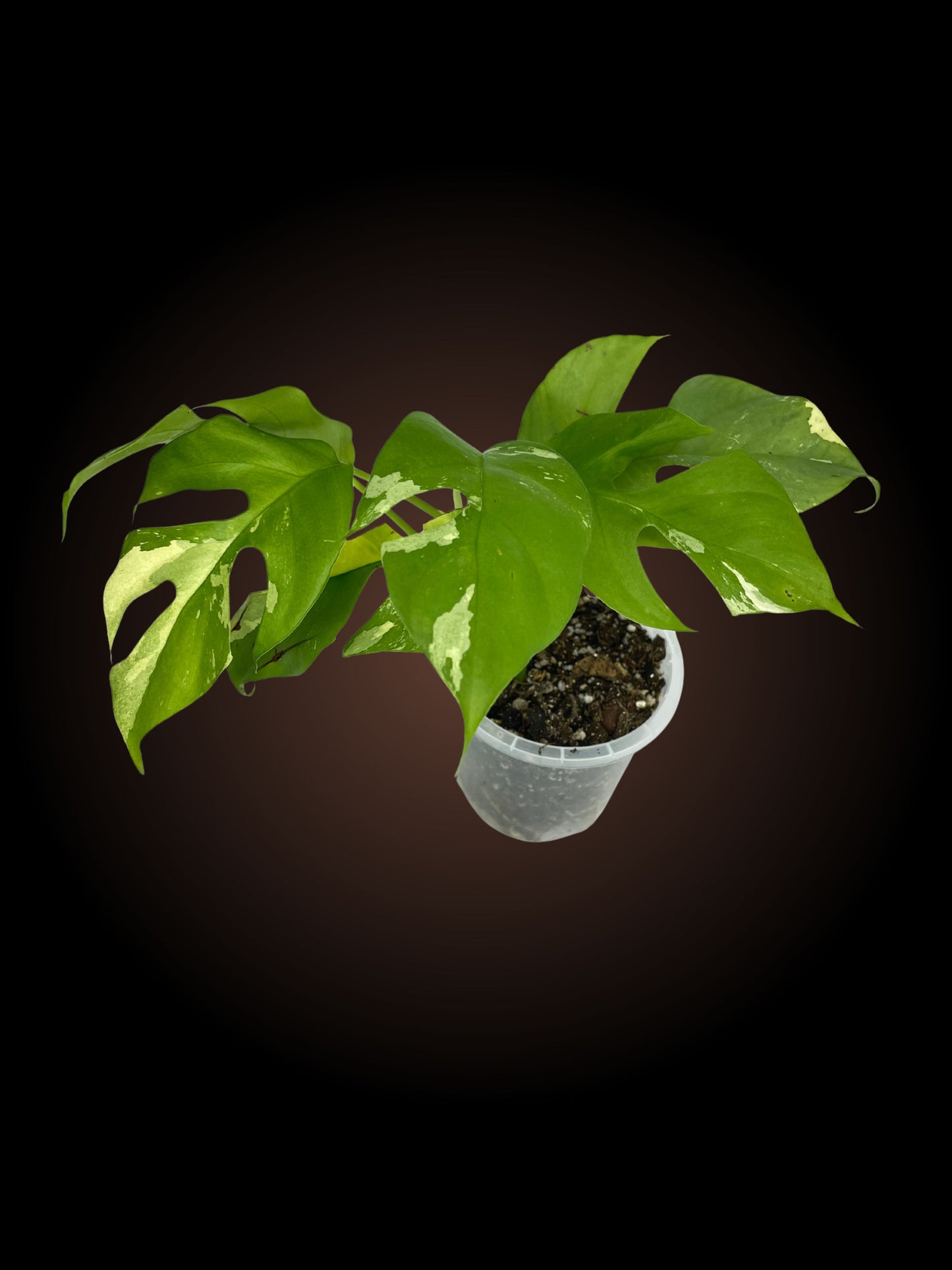 Rhaphidophora Tetrasperma Variegated