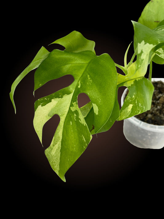 Rhaphidophora Tetrasperma Variegated