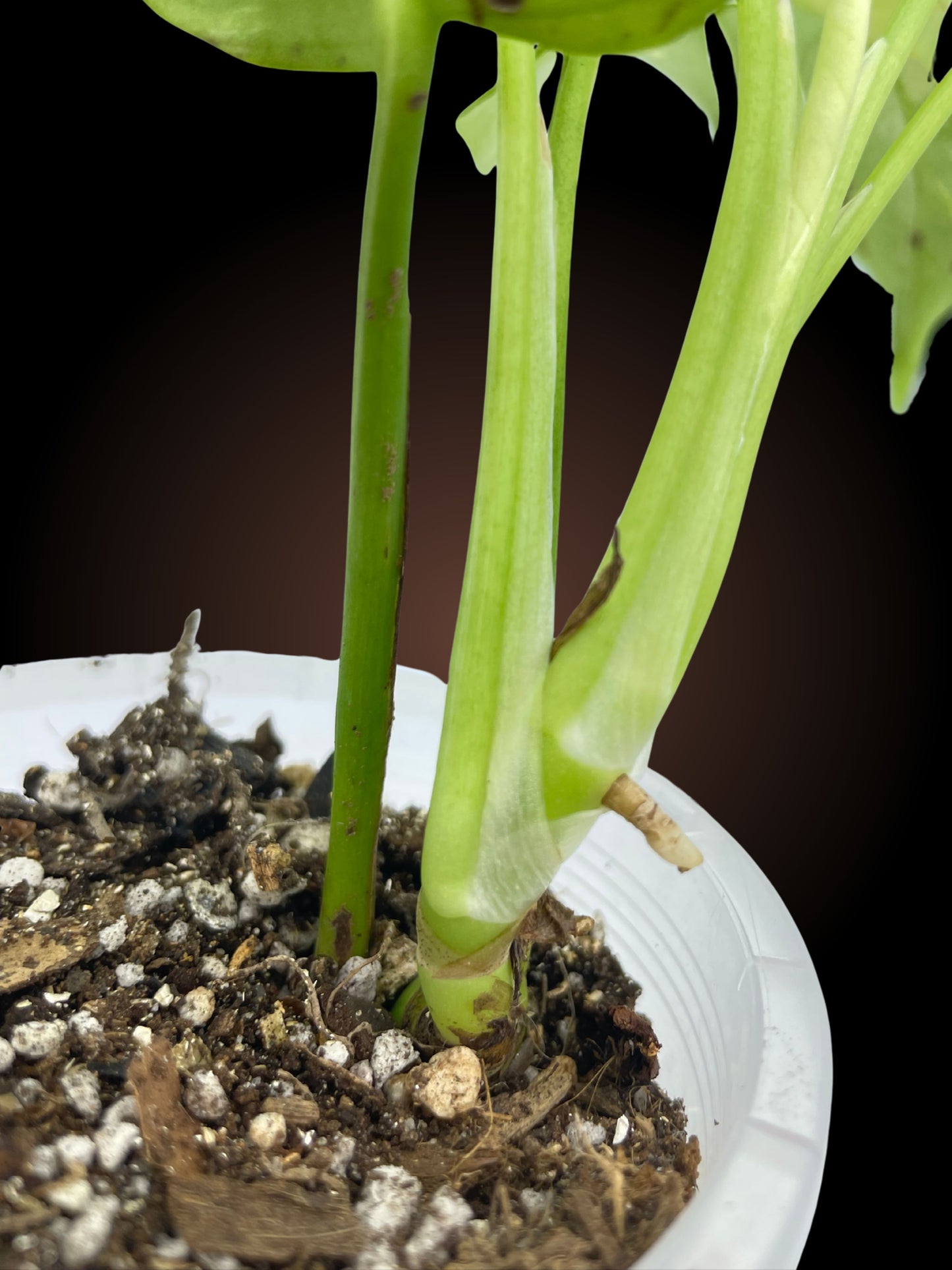 Rhaphidophora Tetrasperma Variegated