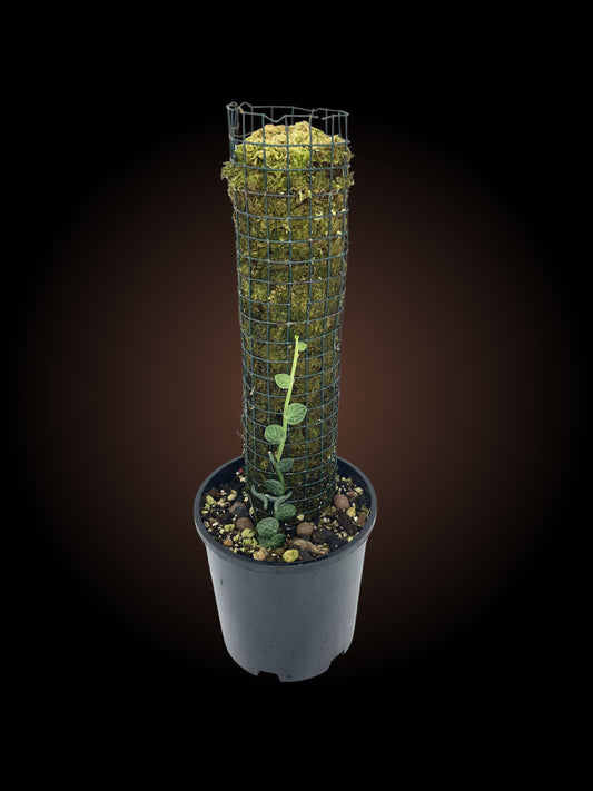 Rhaphidophora Cryptantha on 30cm pole