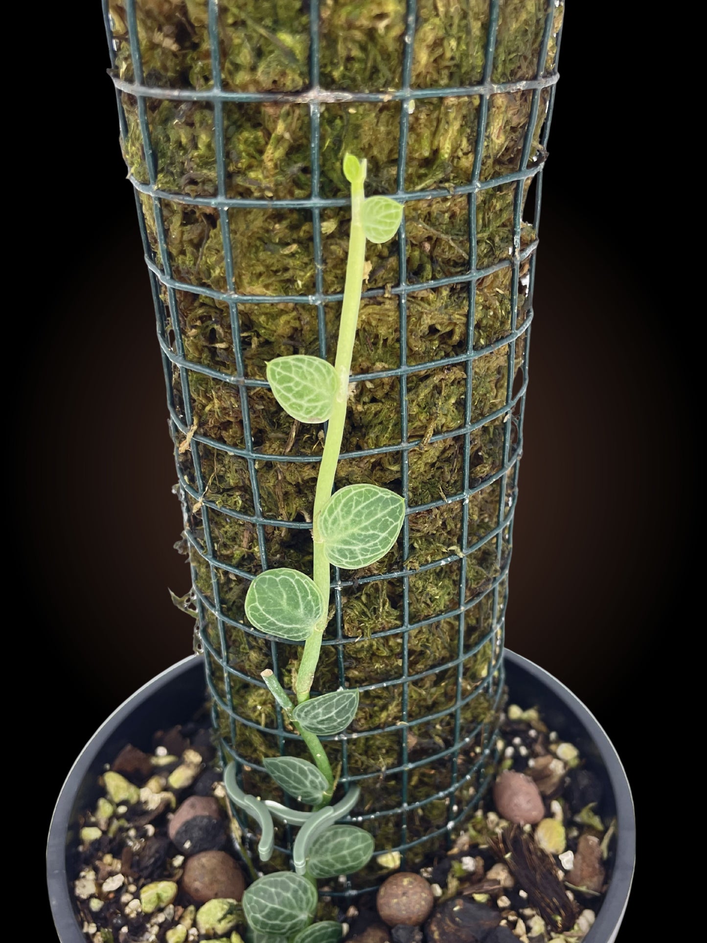 Rhaphidophora Cryptantha on 30cm pole