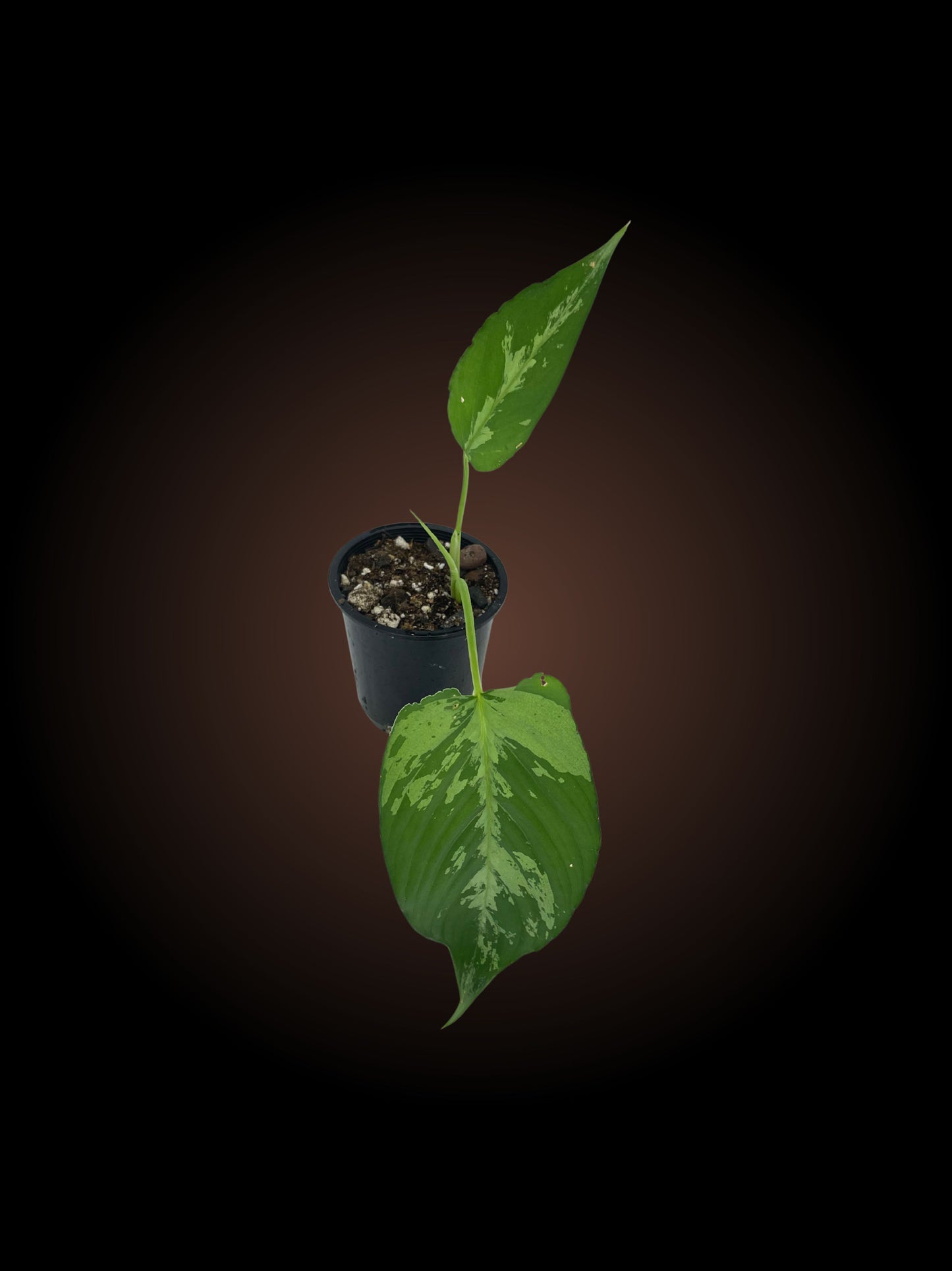 Schismatoglottis Pusilla