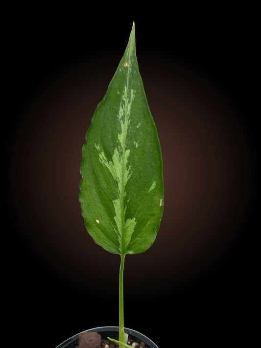 Schismatoglottis Pusilla