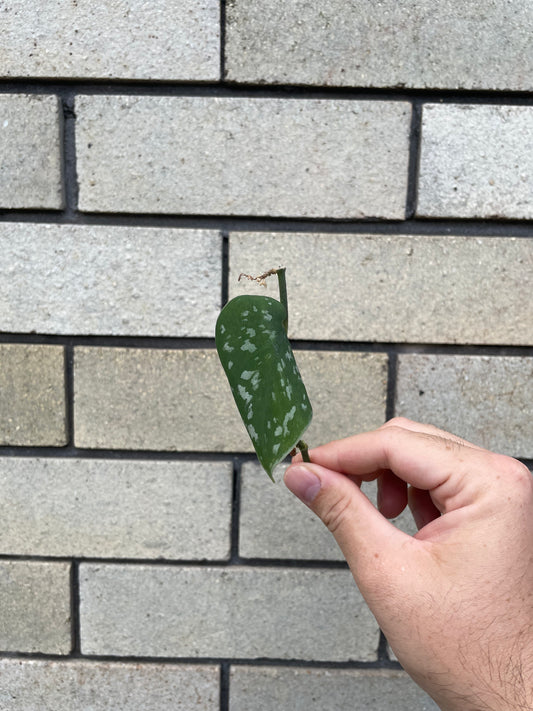 Scindapsus Pictus 'Exotica' cutting