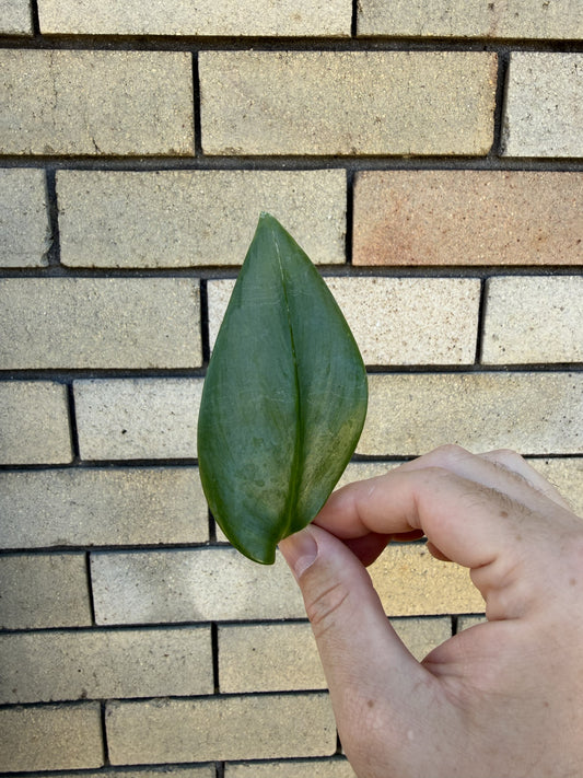 Scindapsus Treubii Moonlight cutting Non-TC