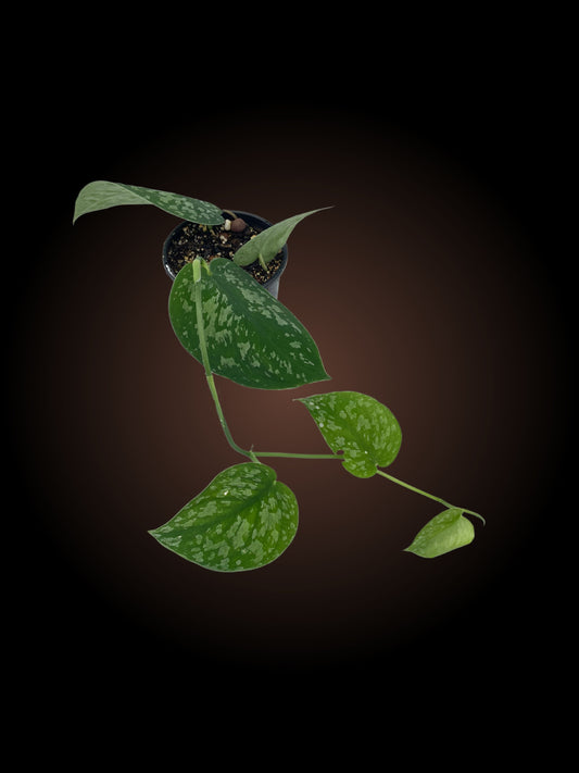 Scindapsus Pictus 'Exotica'