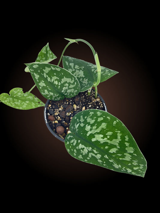 Scindapsus Pictus 'Exotica'