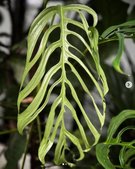 Monstera Obliqua 'Filamentous'