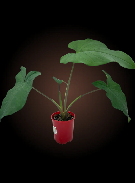 Syngonium Macrophyllum 'Purple Stem'
