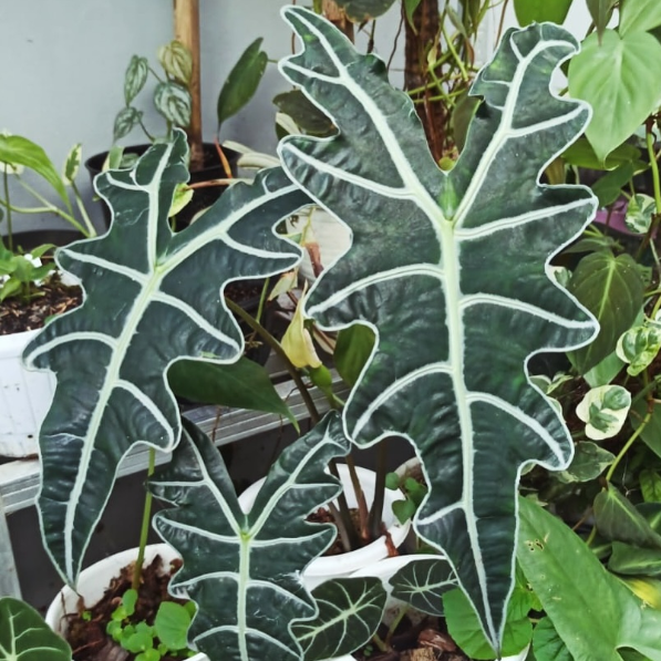 Alocasia Sanderiana Var Nobilis