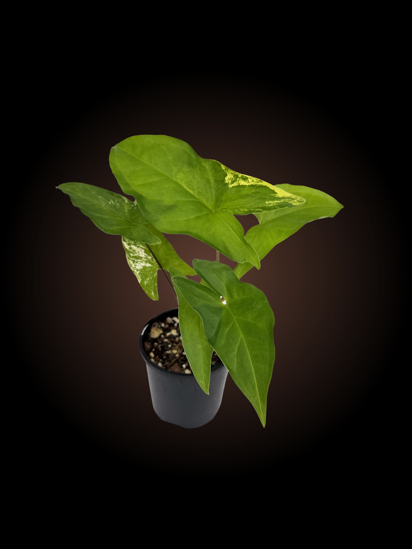 Syngonium Aurea Non-TC
