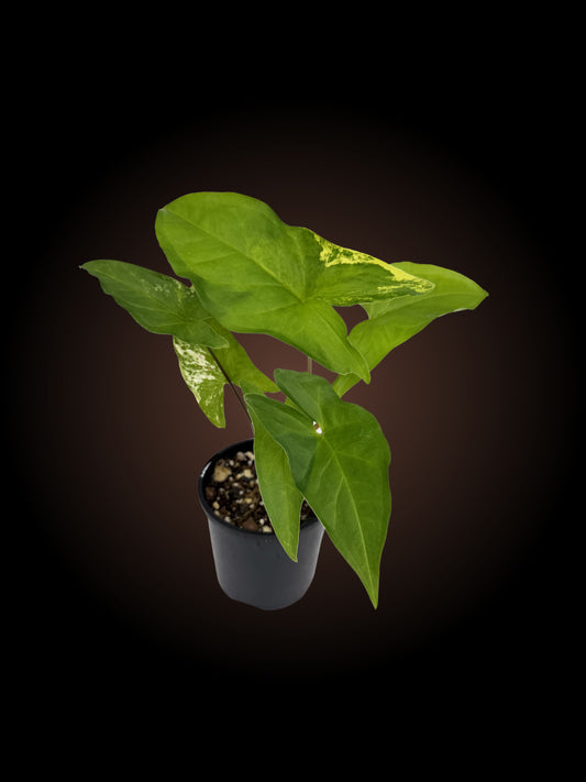 Syngonium Aurea Non-TC