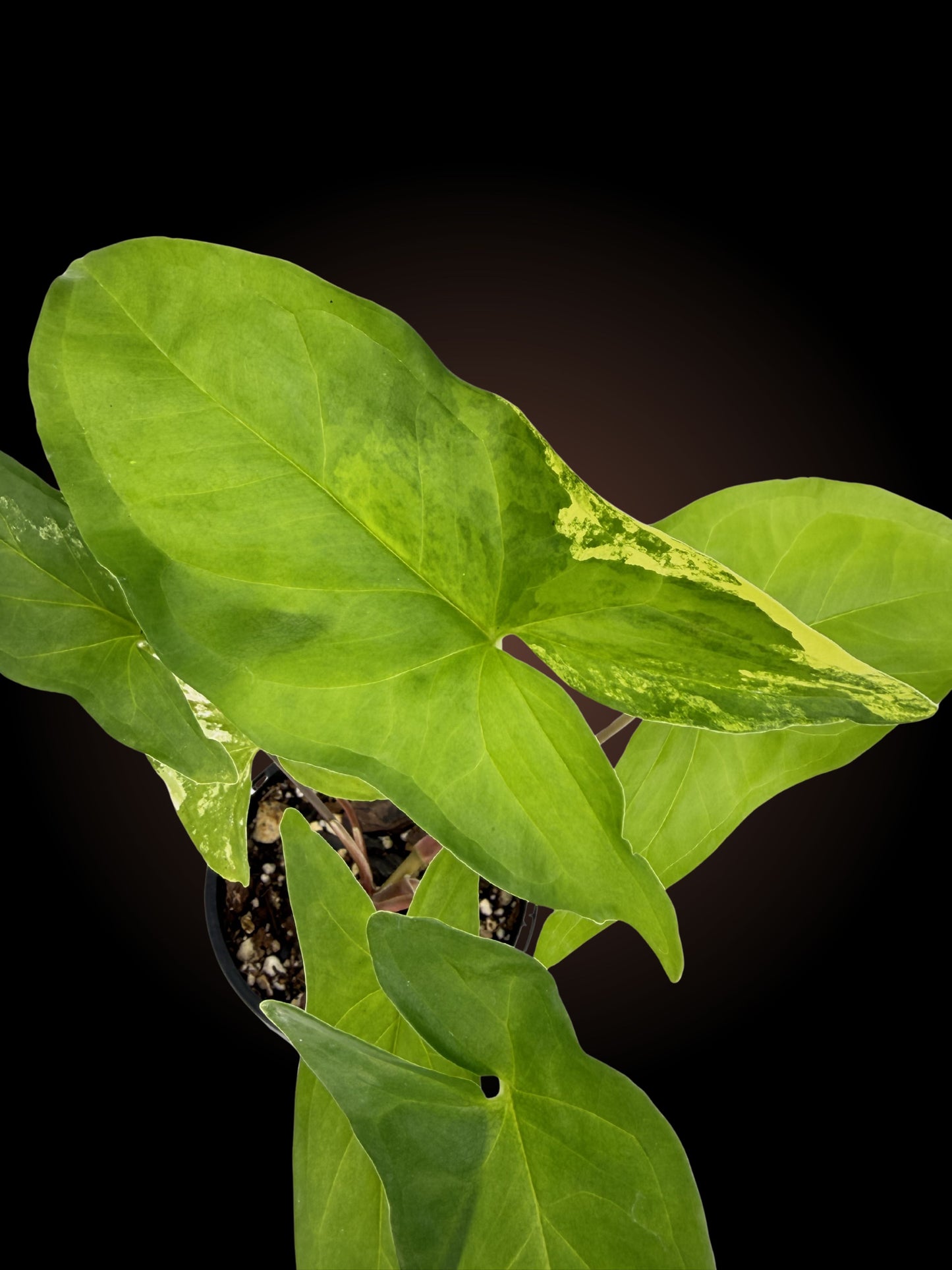 Syngonium Aurea Non-TC