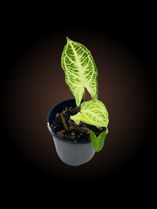 Syngonium Batik