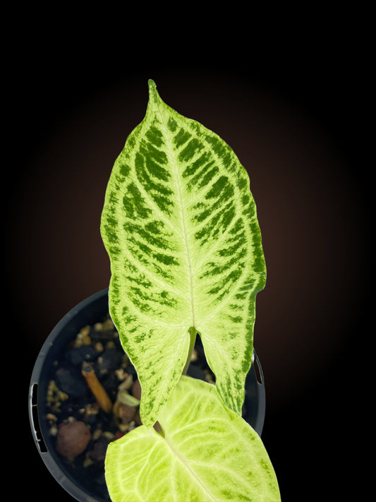 Syngonium Batik