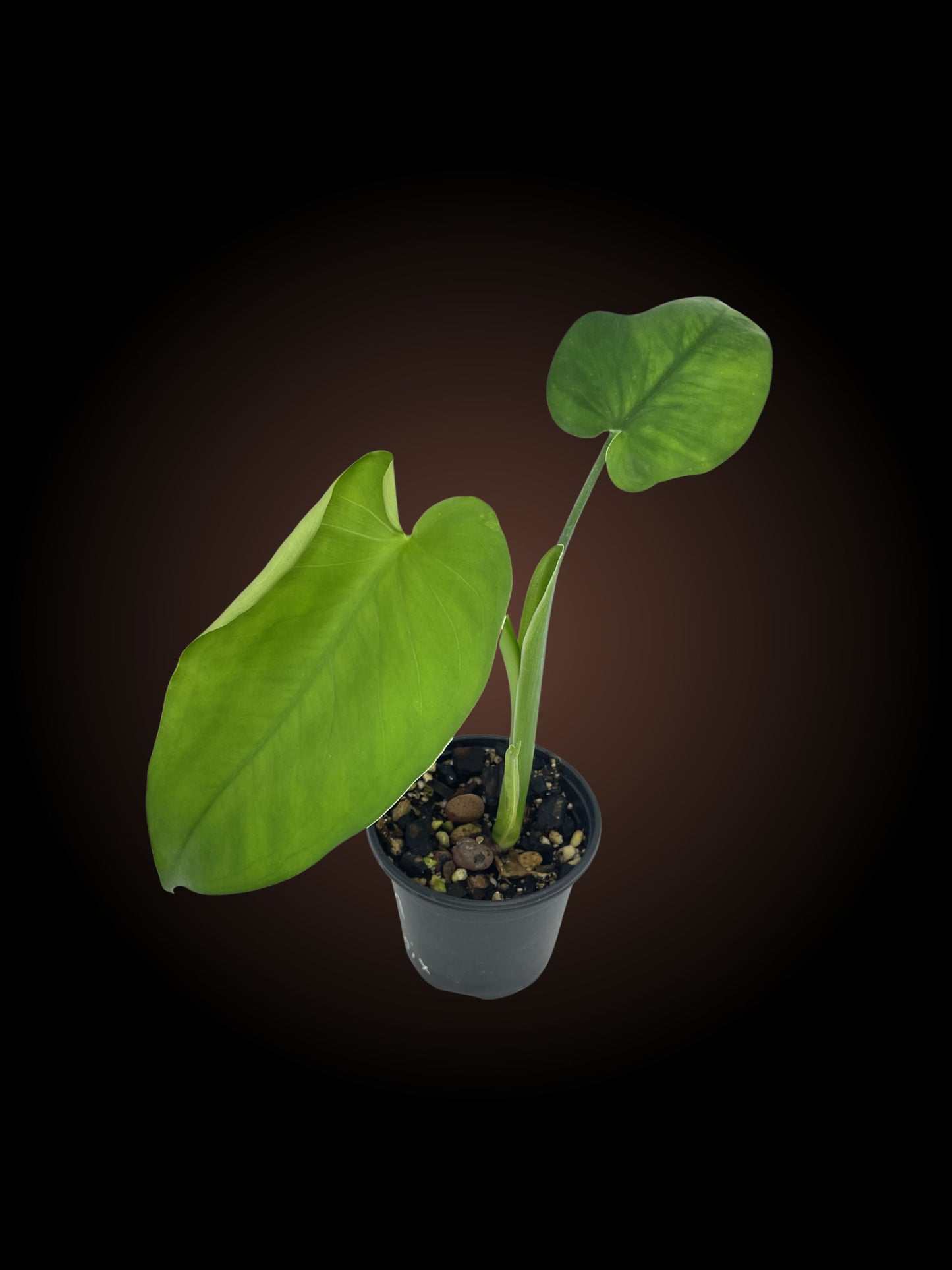 Syngonium Chiapense
