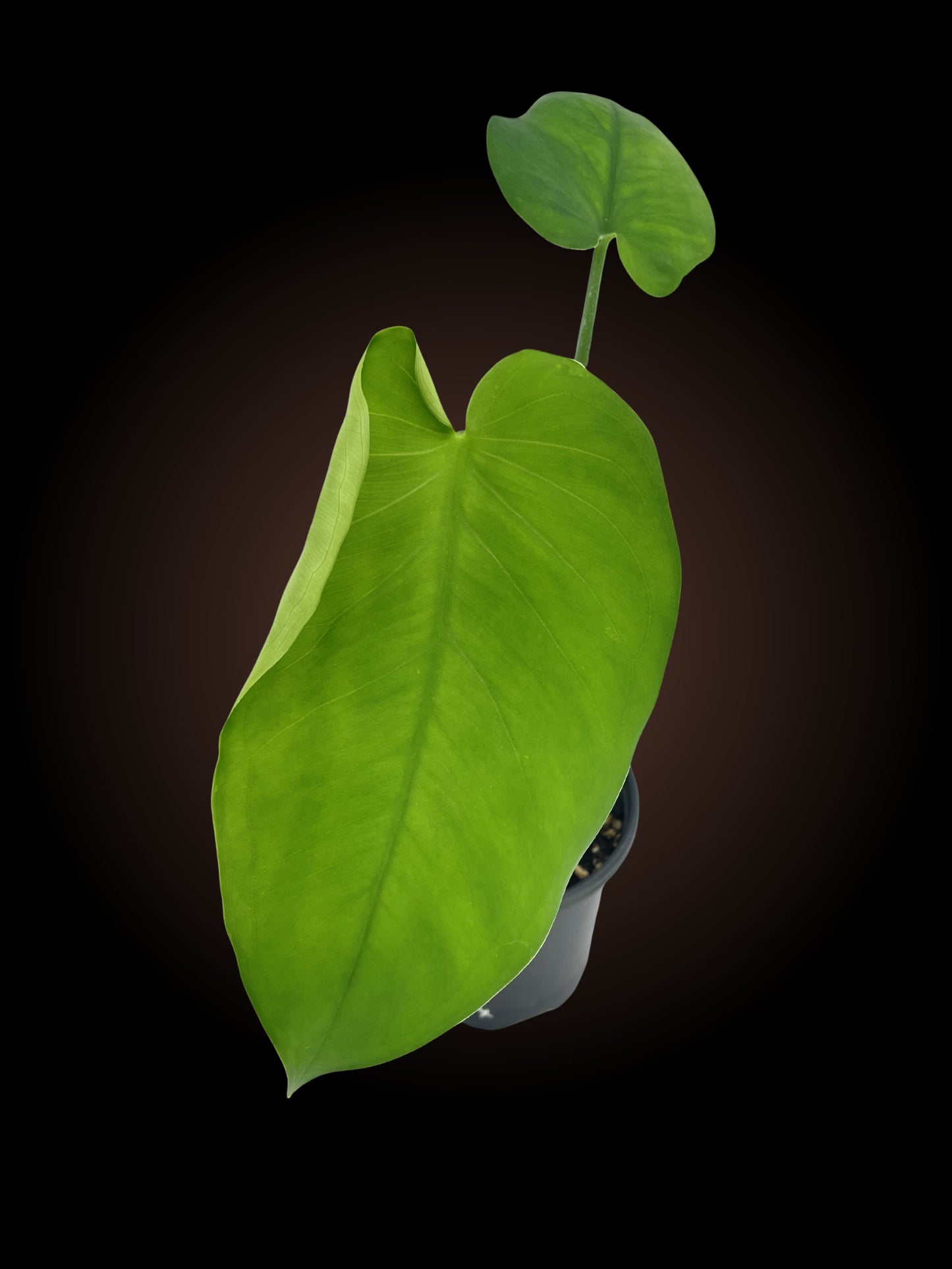 Syngonium Chiapense