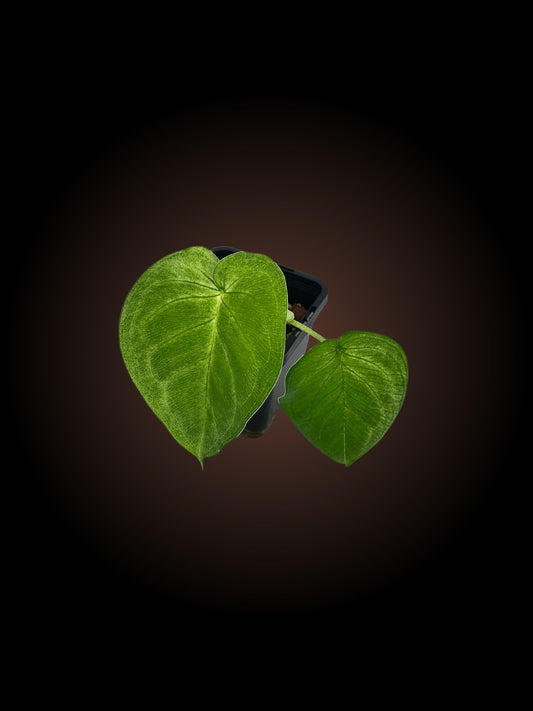 Syngonium Frosted Heart