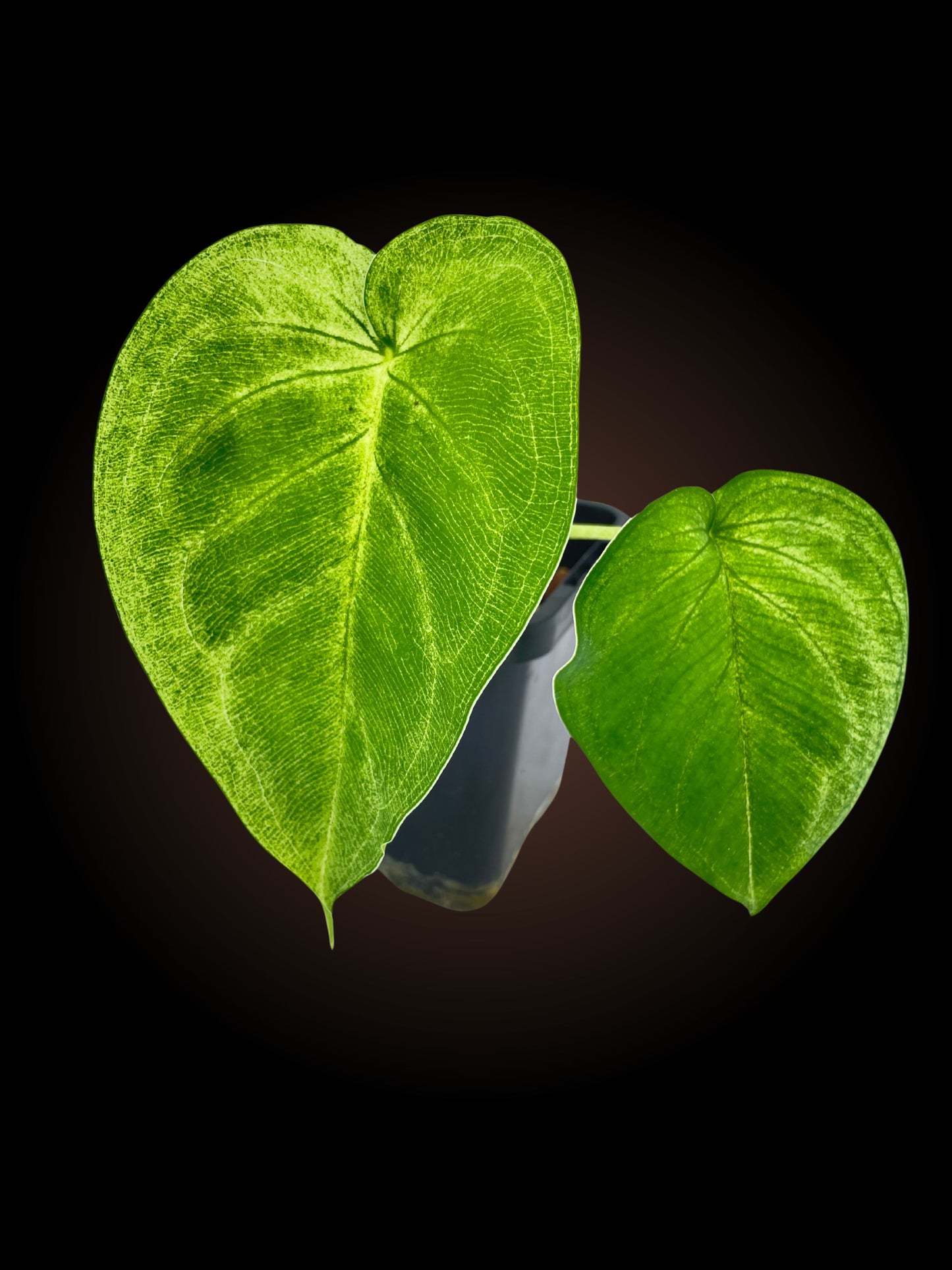 Syngonium Frosted Heart