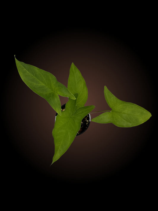 Syngonium Iceberg