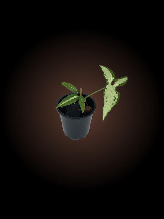 Syngonium Little Star
