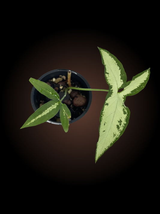Syngonium Little Star