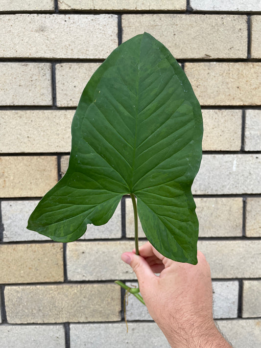 Syngonium Mojito cutting
