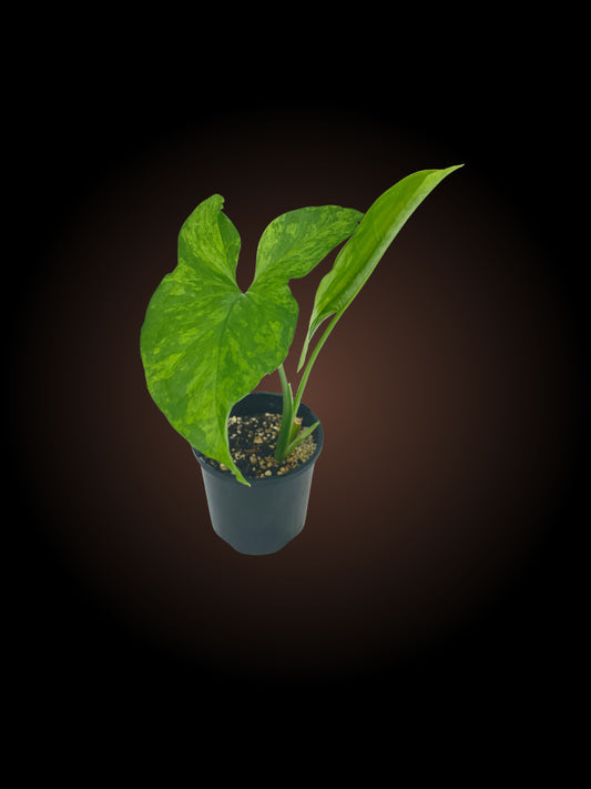 Syngonium Mojito
