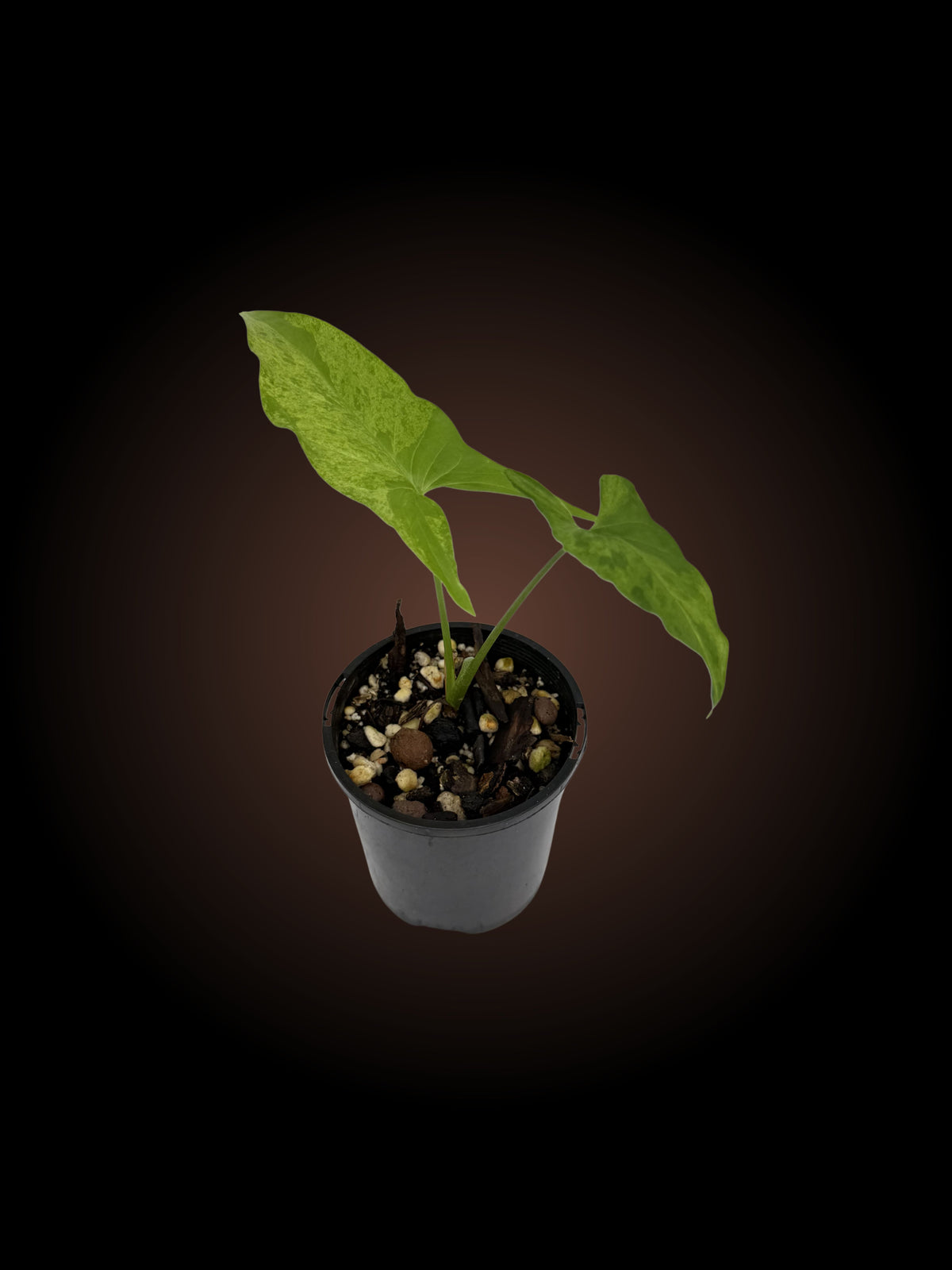 Syngonium Mojito