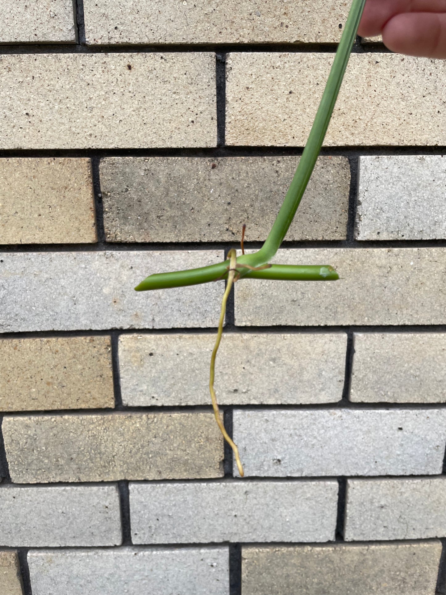 Syngonium Mojito cutting