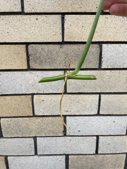 Syngonium Mojito cutting