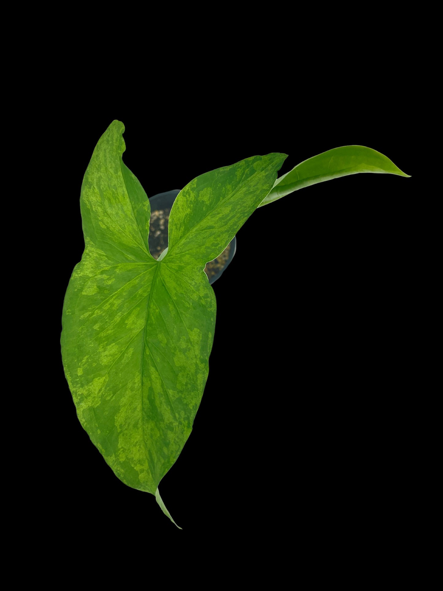 Syngonium Mojito