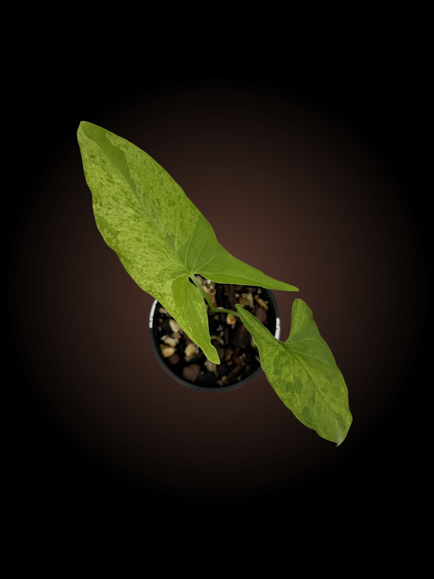 Syngonium Mojito