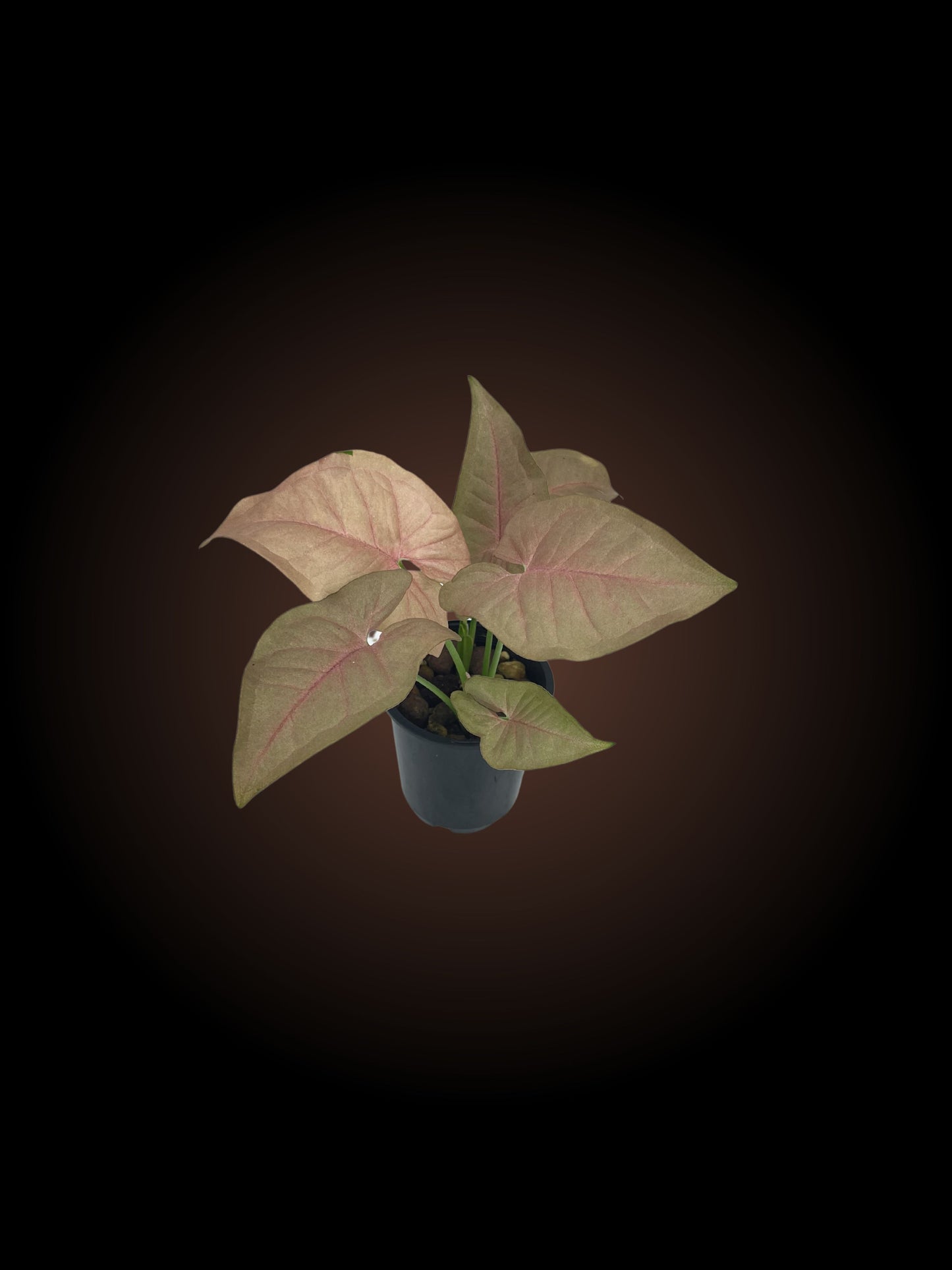 Syngonium Neon