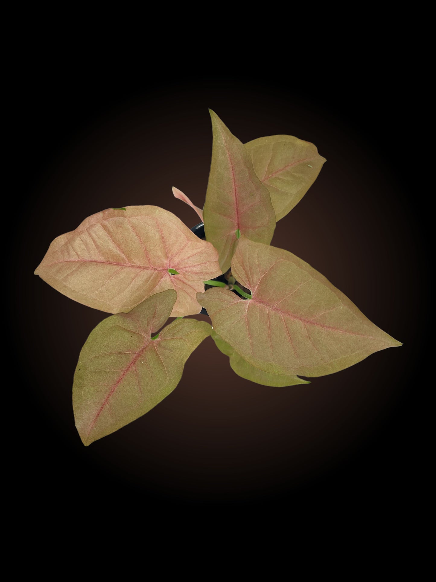 Syngonium Neon