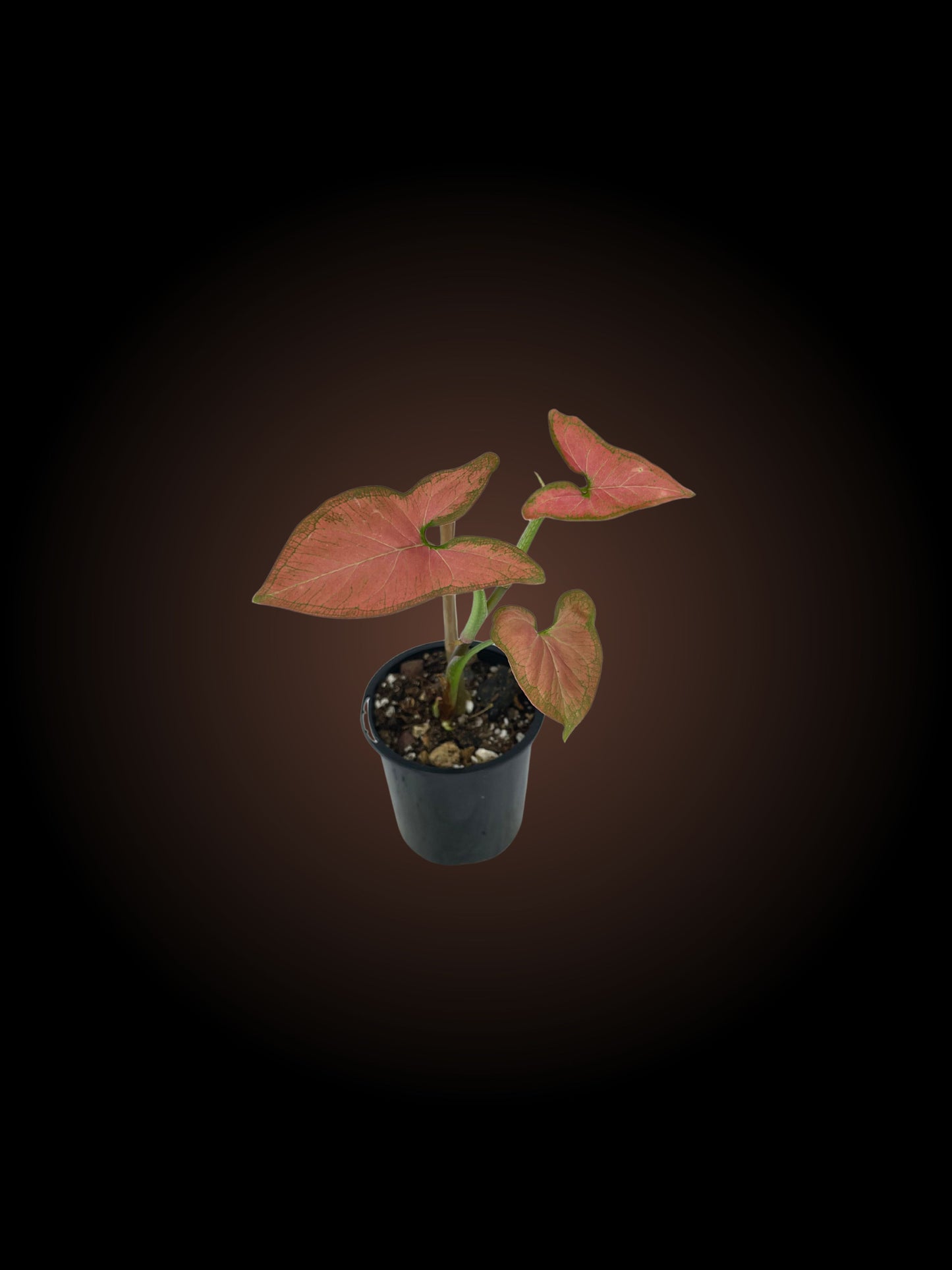 Non-TC Syngonium Orm Nak