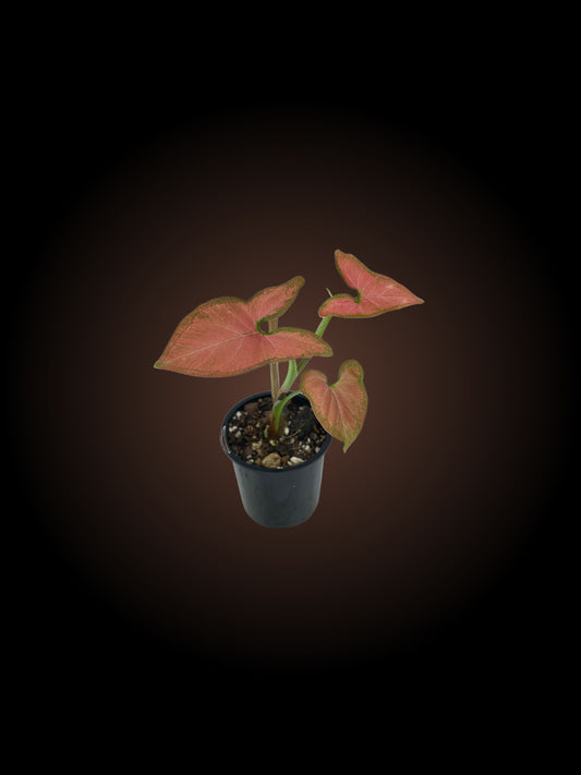 Non-TC Syngonium Orm Nak